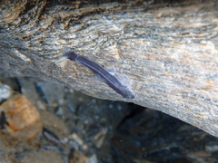 Taitung River Loach photo 1
