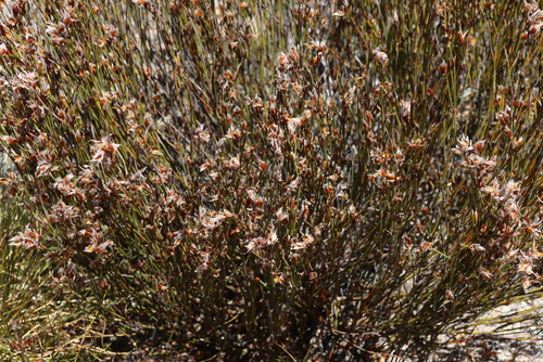 Arid Sunreed (Willdenowia arescens)