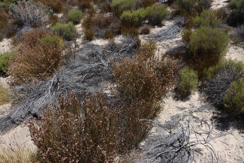 Image of Willdenowia arescens by (c) Tony Rebelo, some rights reserved (CC BY-SA)