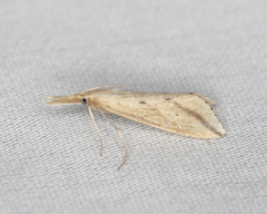 Donacaula longirostrallus