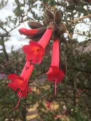 Cantua buxifolia