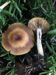 Psilocybe ovoideocystidiata