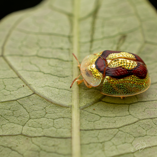 Microctenochira similata