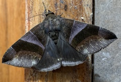 Dysgonia purpurata