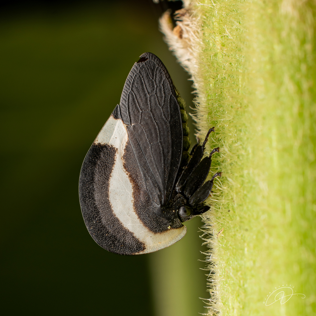 Membracis dorsata