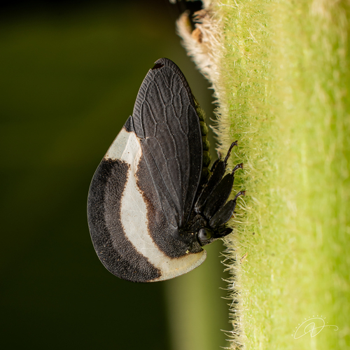 Membracis dorsata