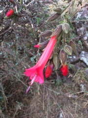 Cantua buxifolia