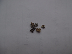 Psora pseudorussellii