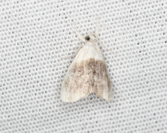 Lipocosmodes fuliginosalis