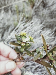 Pimelea drupacea