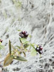Pimelea drupacea