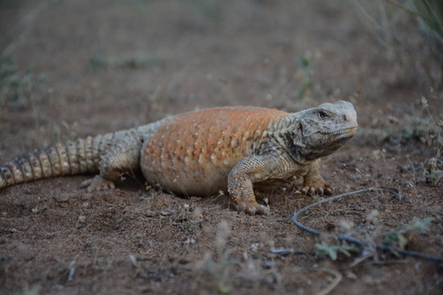 Iraqi Mastigure, Saara loricata