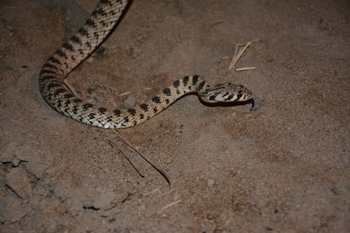 Spotted Desert Racer