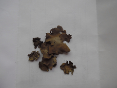 Dermatocarpon muhlenbergii