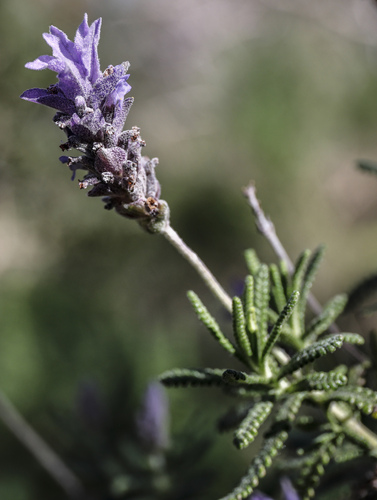 French lavender