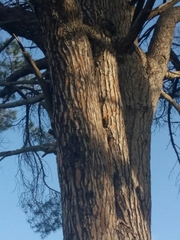 Chloropicus griseocephalus