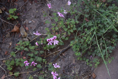 Image of Pelargonium englerianum by (c) Tony Rebelo, some rights reserved (CC BY-SA)