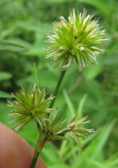 Juncus