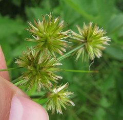 Juncus