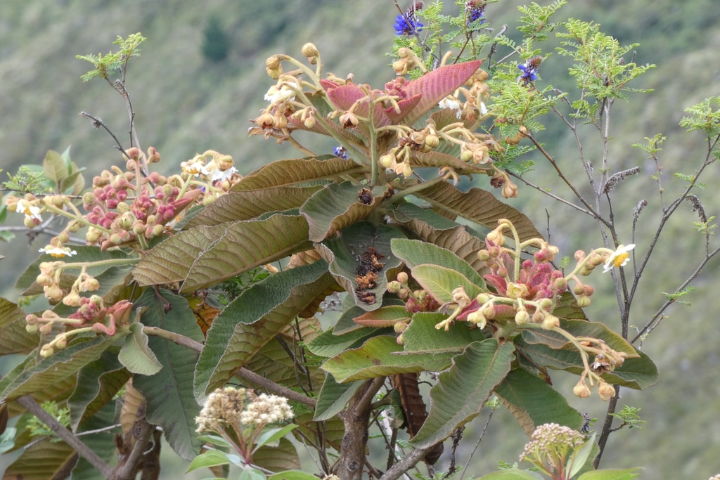 Saurauia bullosa