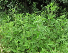Rudbeckia subtomentosa