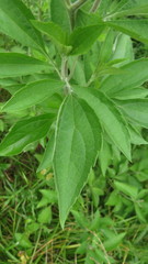 Rudbeckia subtomentosa