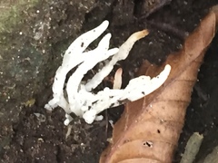Clavaria fragilis