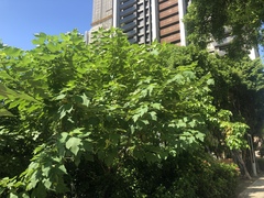 Broussonetia papyrifera