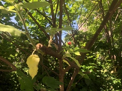 Broussonetia papyrifera
