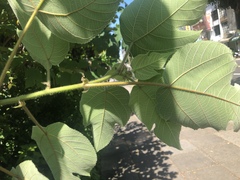 Broussonetia papyrifera