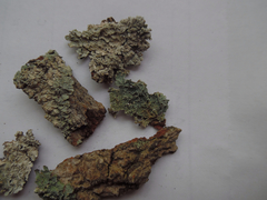 Punctelia perreticulata