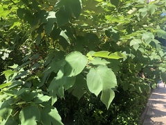 Broussonetia papyrifera