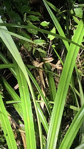 Brown Tree Snake sighting