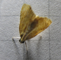 Glaphyria sesquistrialis