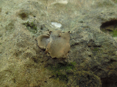 Dermatocarpon muhlenbergii