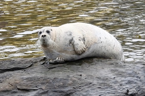 Bearded Seal