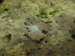 Dermatocarpon muhlenbergii