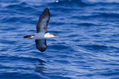 Puffinus lherminieri