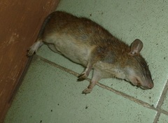 Rattus
