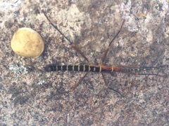 Peruphasma transversatum