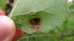 Taphrina