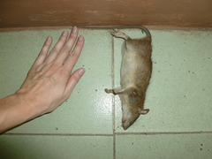 Rattus