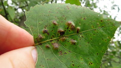 Taphrina