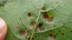 Taphrina