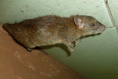 Rattus