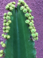 Magnoliopsida