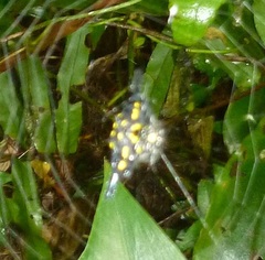 Gasteracantha hecata