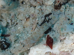White-Starred Goby photo 5