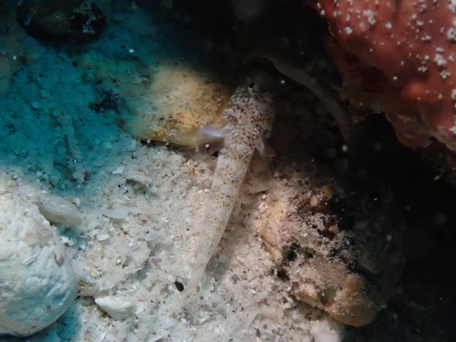 Dwerg-spookgrondel (Chriolepis dialepta) — Gobiidae — 5