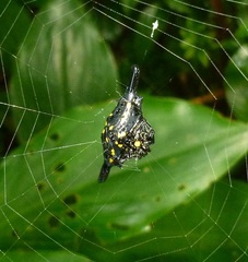 Gasteracantha hecata